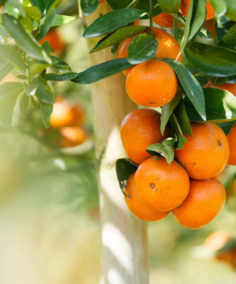 Easy-Orange-Orangenbaum.webp