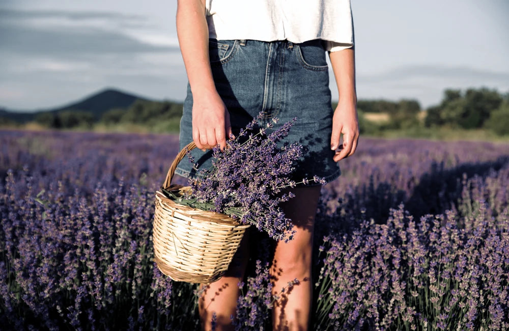 Frau erntet frischen französischen Lavendel in einem Korb